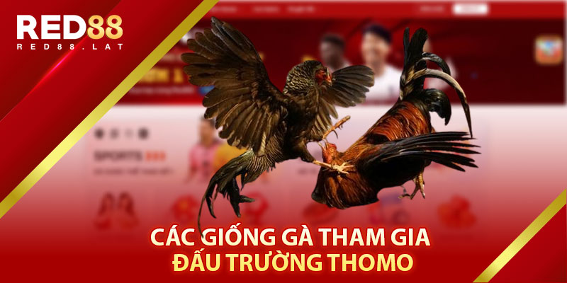 Các Giống Gà Tham Gia Đấu Trường Thomo