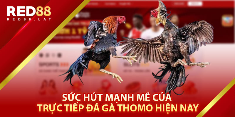 Sức Hút Mạnh Mẽ Của Trực Tiếp Đá Gà Thomo