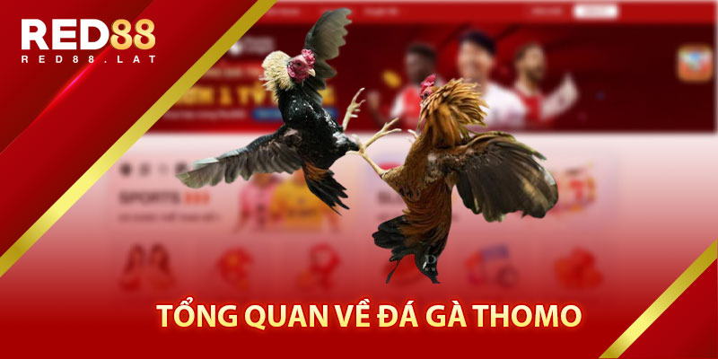 Tổng Quan Về Đá Gà Thomo